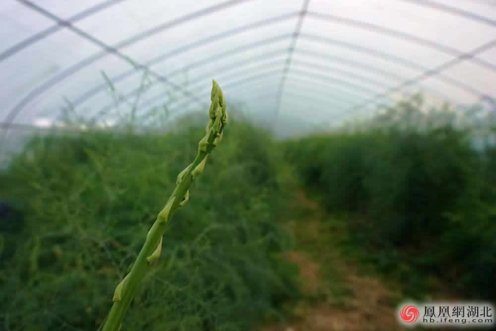 亚洲片中文字幕在线看