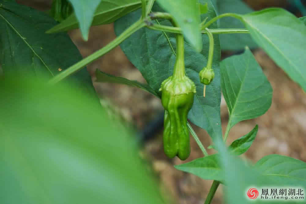 亚洲片中文字幕在线看